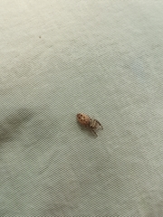 Dendryphantina