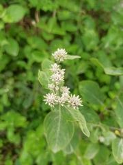 Magnoliopsida