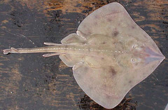 Aleutian Skate photo 3