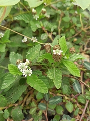 Magnoliopsida