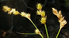 Carex mariposana