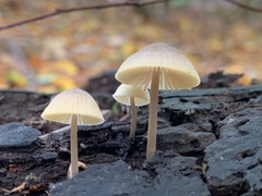 Mycena