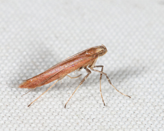 Caloptilia invariabilis