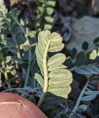 Astragalus incanus
