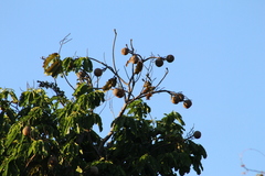 Bertholletia excelsa