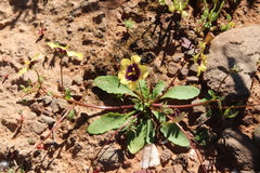 Diascia bicolor