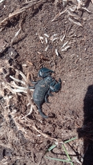 Opisthacanthus