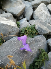 Campanula macrorhiza
