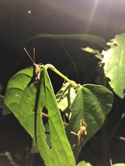 Syntomacris guttulosa