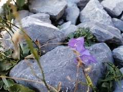 Campanula macrorhiza