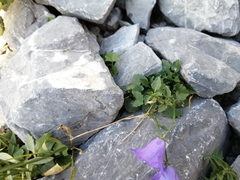 Campanula macrorhiza
