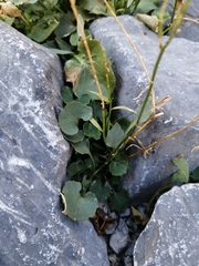 Campanula macrorhiza