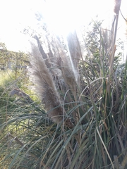 Cortaderia jubata