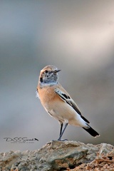 Oenanthe deserti