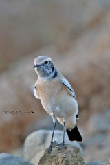 Oenanthe deserti