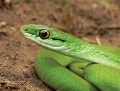 Brazilian Green Racer photo 2