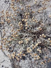Helichrysum cochleariforme