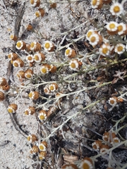 Helichrysum cochleariforme