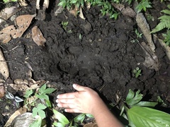 Tapirus terrestris