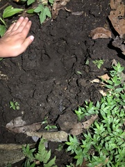 Tapirus terrestris