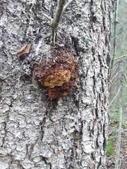 Phellinus chrysoloma