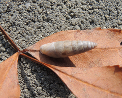 Eubrephulus bicallosus