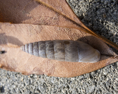 Eubrephulus bicallosus
