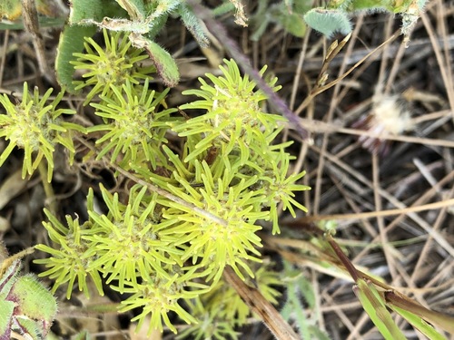 Image of Dischisma capitatum by (c) Caroline Voget, some rights reserved (CC BY)