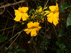 Adenocalymma validum