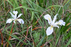 Iris douglasiana