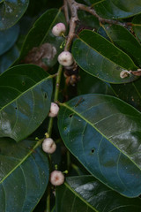 Glochidion harveyanum