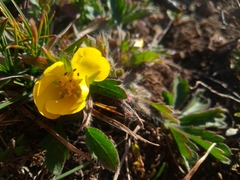 Potentilla humifusa