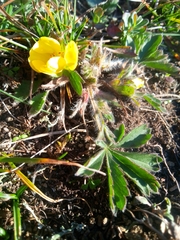 Potentilla humifusa