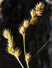 Carex mariposana