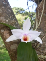 Sobralia decora