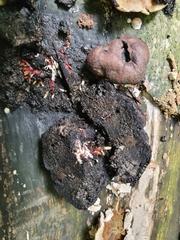 Daldinia concentrica