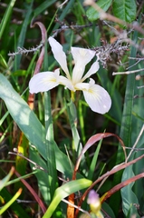 Iris douglasiana
