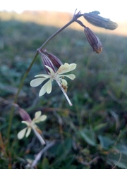 Silene saxatilis