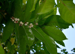 Glochidion harveyanum