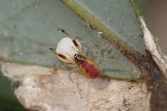 Anelosimus crassipes