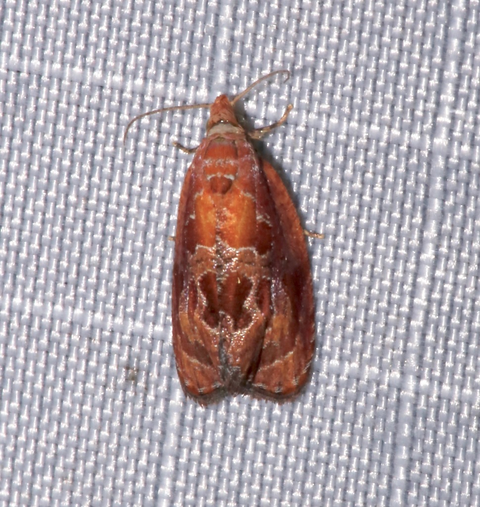 Zomaria andromedana