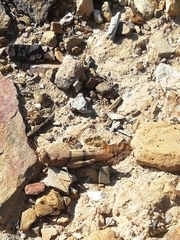 Sphingonotus lluciapomaresi