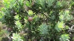 Protea × hybrida
