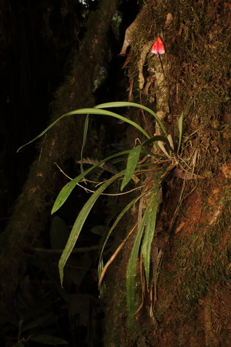 Dracula erythrocodon (Luer & Dalström) O.Gruss & M.Wolff