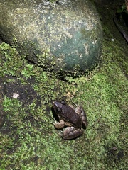 Leptodactylus wagneri