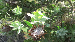 Protea × hybrida