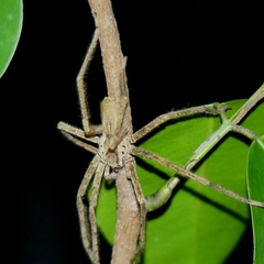 Cupiennius bimaculatus