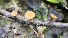 Ciboria