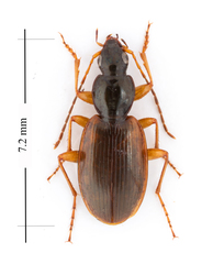 Agonum palustre