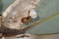 Anelosimus crassipes